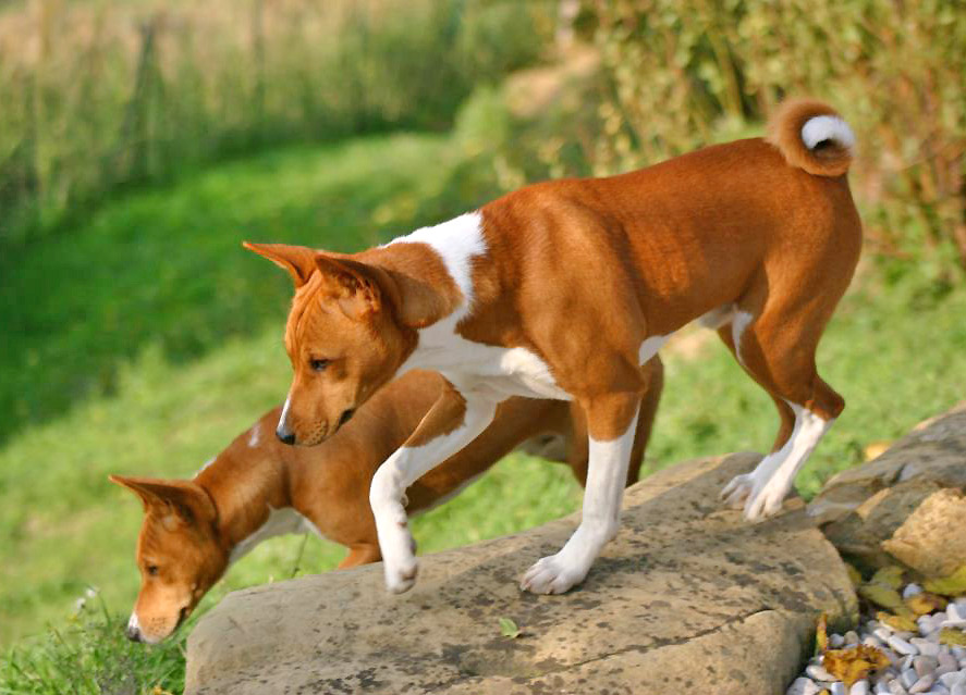 Basenjis_Charly_e_Bravo_a_sette_mesi.jpg