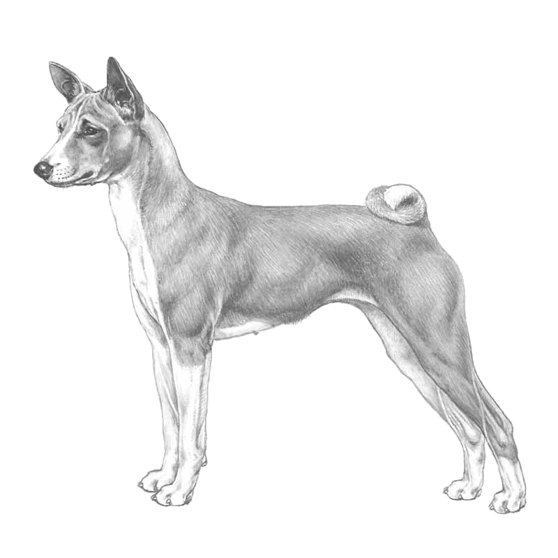 Basenji - Pedigreed Breeds - DogWellNet.com