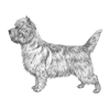 cairn-terrier-100x100-fci004.png