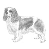 cavalier-king-charles-spaniel-100x100-fci136.png
