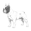 french-bulldog-100x100-fci101.png