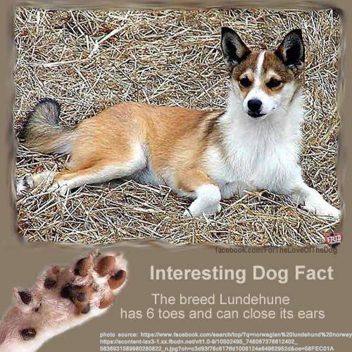 lundehund6toe.png