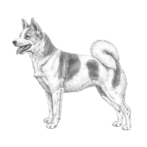 More information about "NORRBOTTENSPITZ RAS -- Breeding Strategy 2016 (English)"
