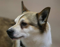 lundehund small.png