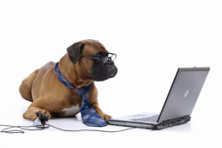 boxer and computer.png