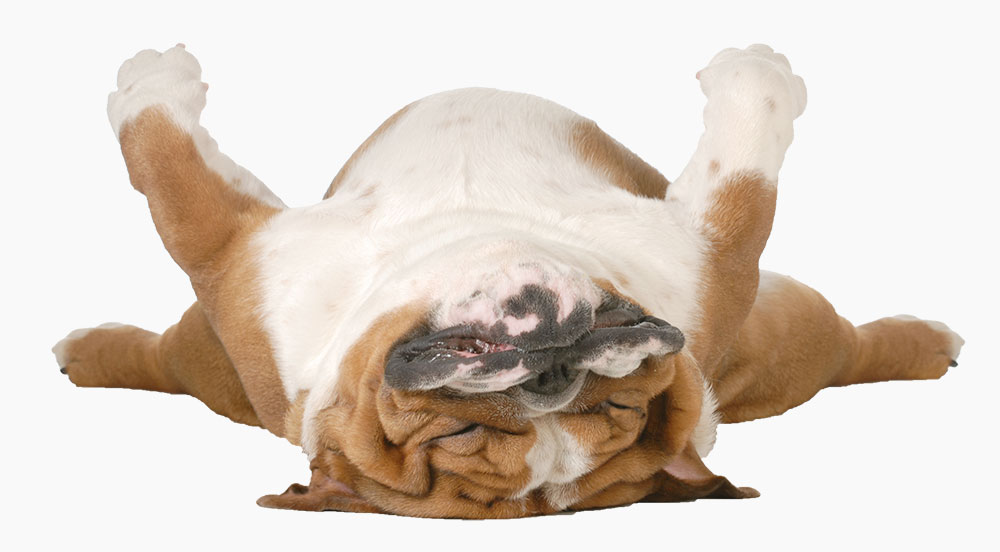 relaxed-dog from pet insurance biz website.jpg