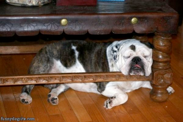 sleeping bulldog.png