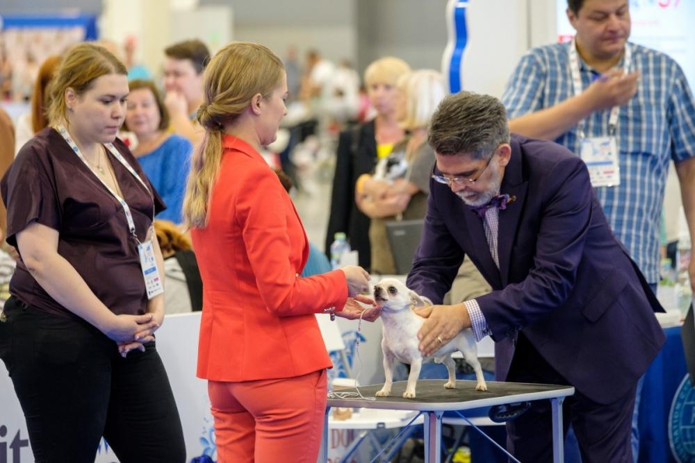 dog show vet check.jpg