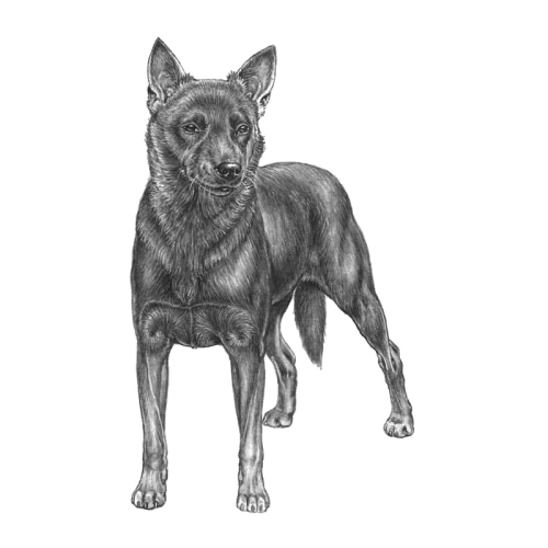 More information about "Australian Kelpie JTO English Summary"