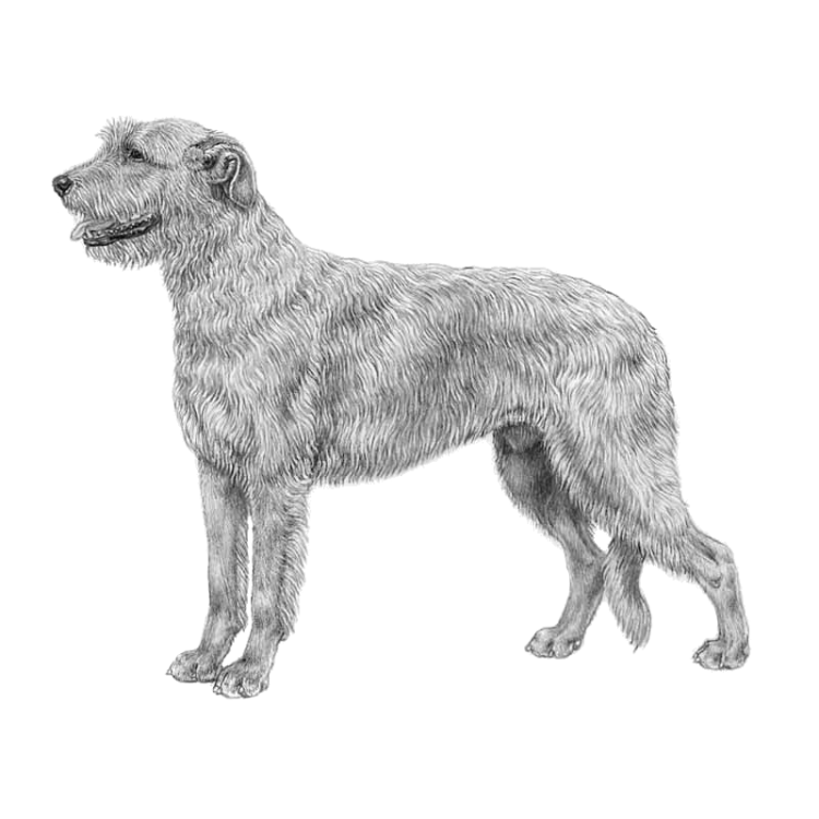 irish-wolfhound-800x800-fci160.png