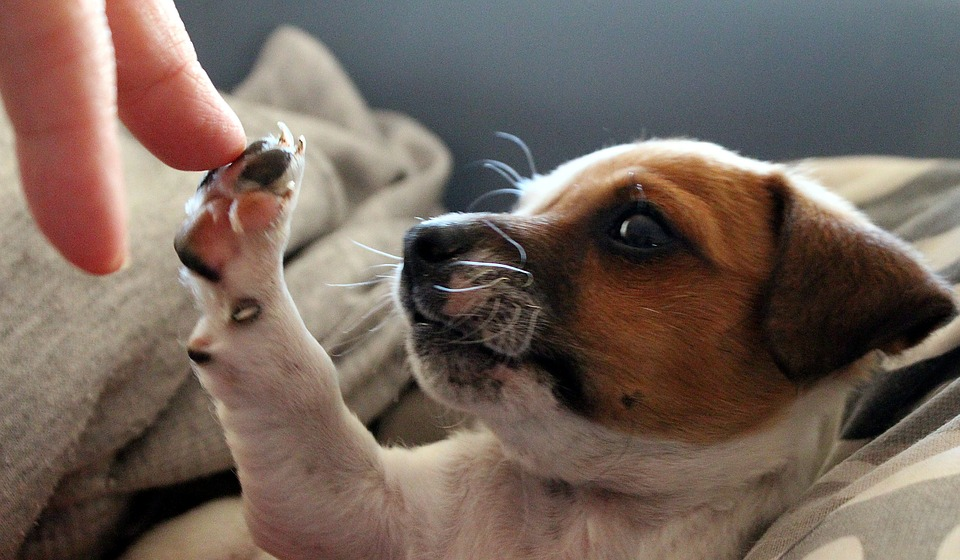 pupsocialization.png