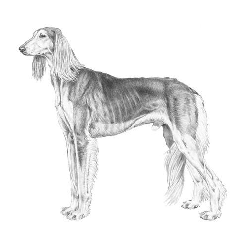 More information about "Saluki Breeding Strategy - English Summary"