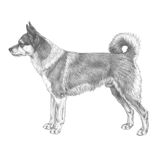 More information about "Norwegian Lundehund Breeding Strategy - English summary"