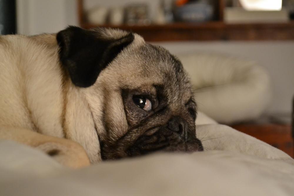 pug-looking aside.jpg