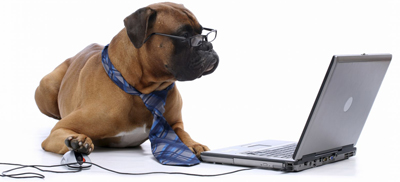 dog laptop.jpg