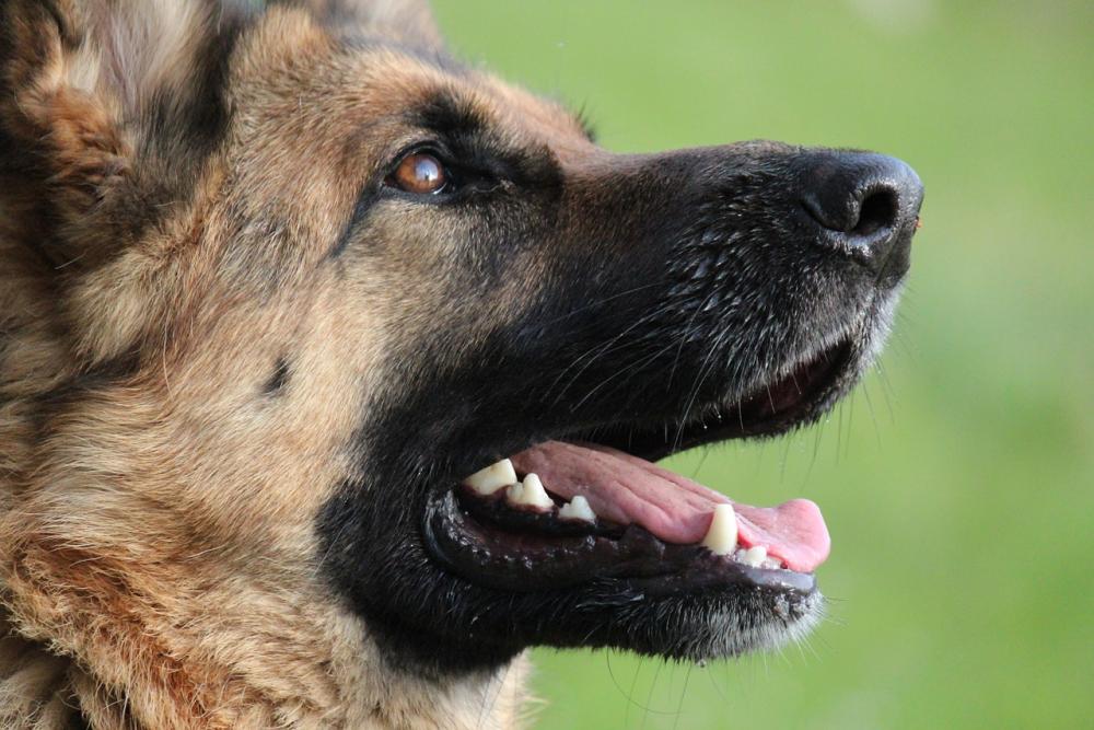 German-Shepherd-916957.jpg