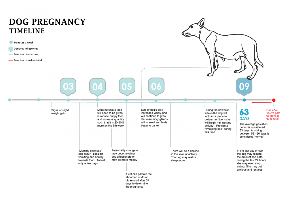 dogpregnancychart1400.png
