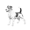 jack-russel-terrier-100x100-fci345.png