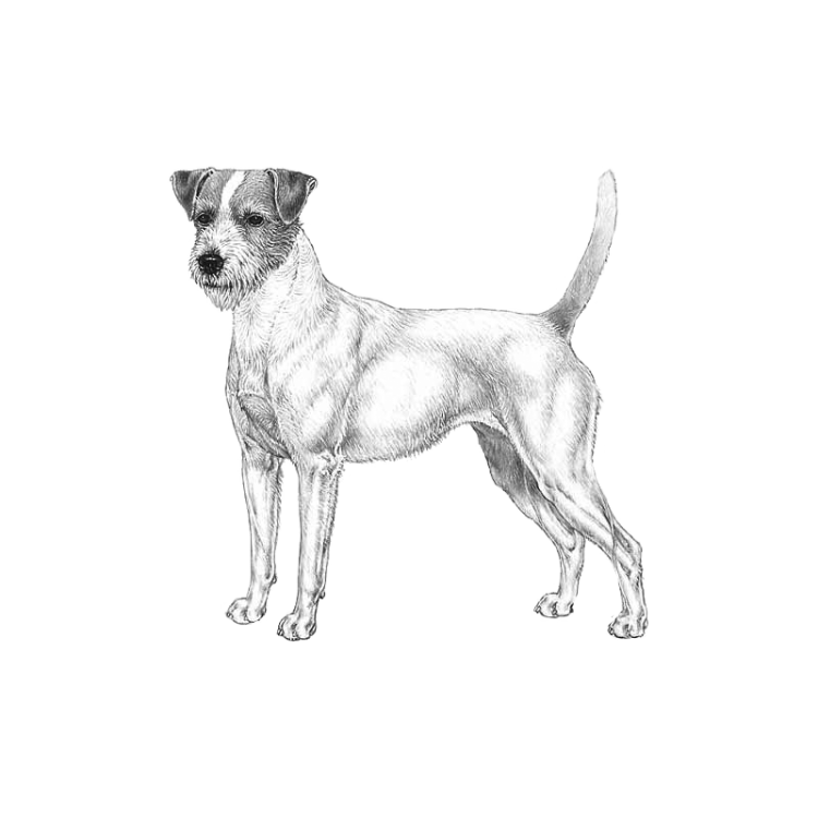 parson-russell-terrier-800x800-fci339.png