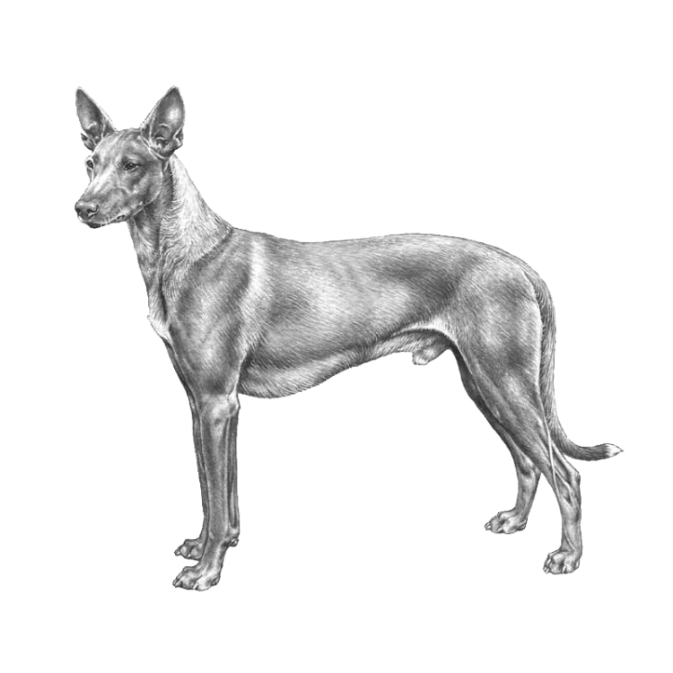 faraohund-800x800-fci248.png