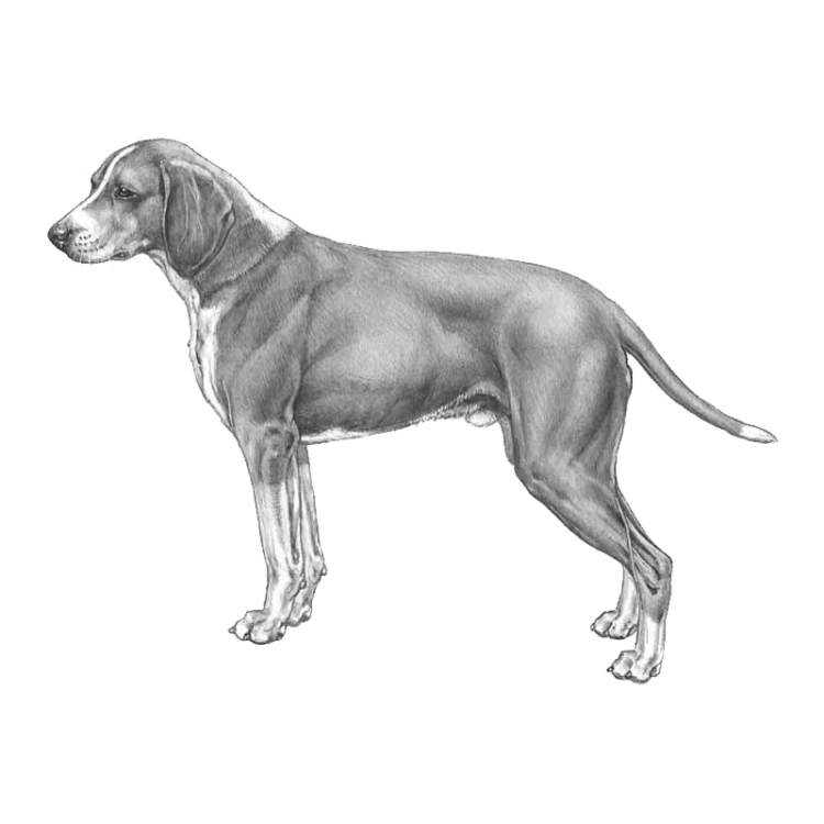 hygen-hound-800x800px-fci266.png