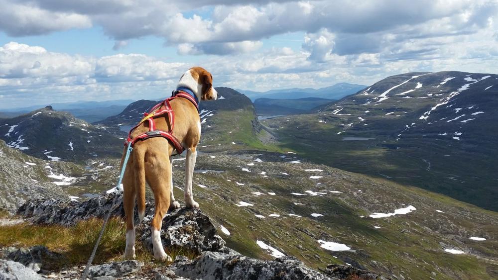 hygenhund.jpg