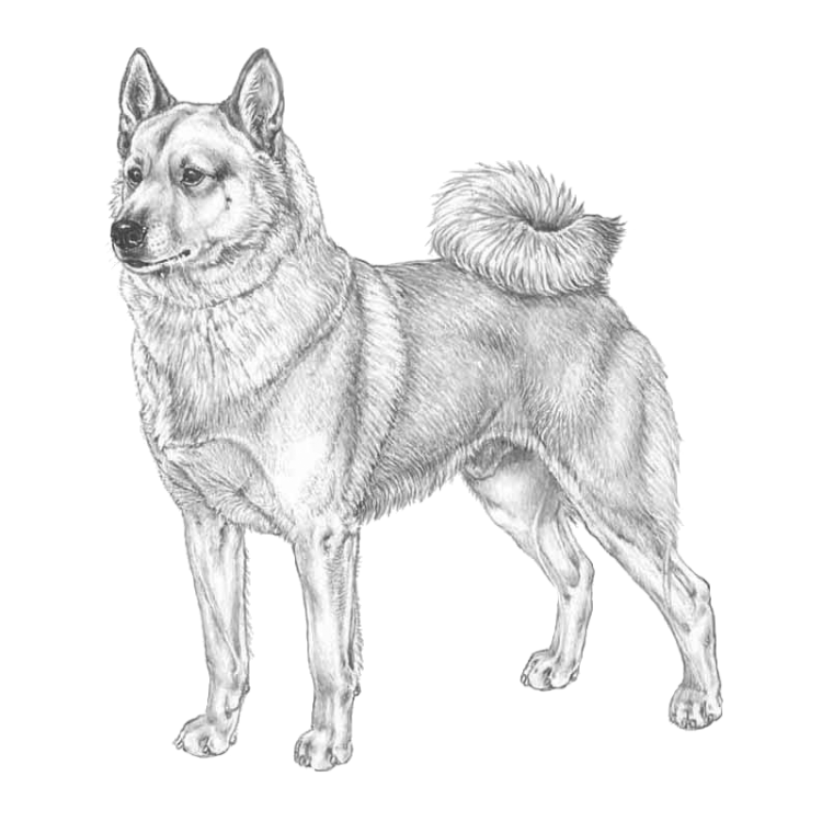 norwegian-buhund-800x800-fci237.png