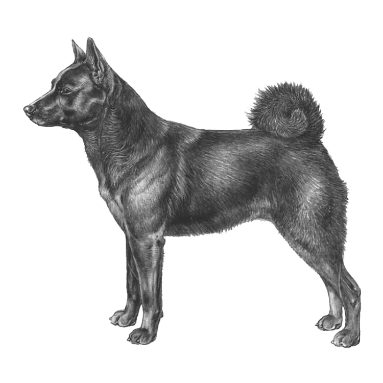 norwegian-elkhound-black-800x800-fci268.png