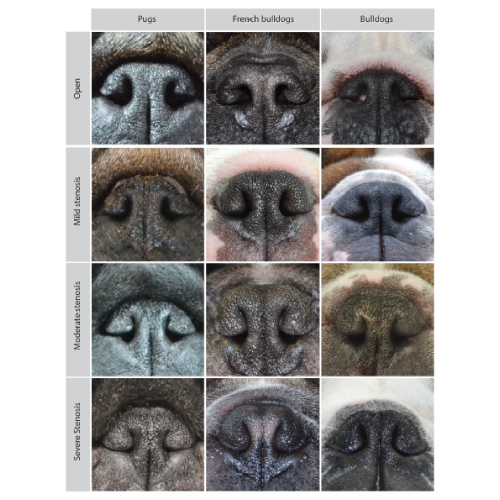 boasnoses.png
