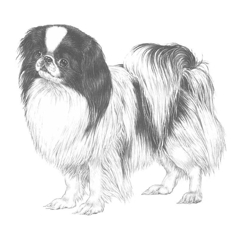 Japanese Chin - Pedigreed Breeds - DogWellNet.com