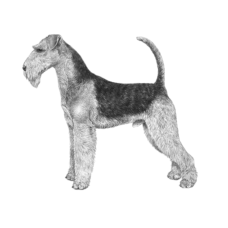 airedale-terrier-800x800-fci7.png