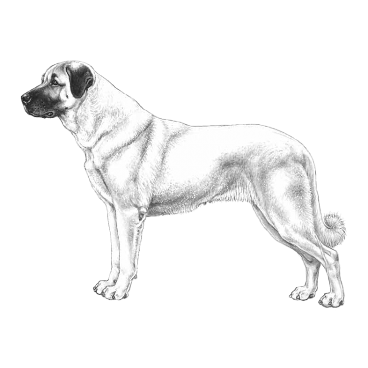 anatolian-shepherd-dog-800x800-fci331.png
