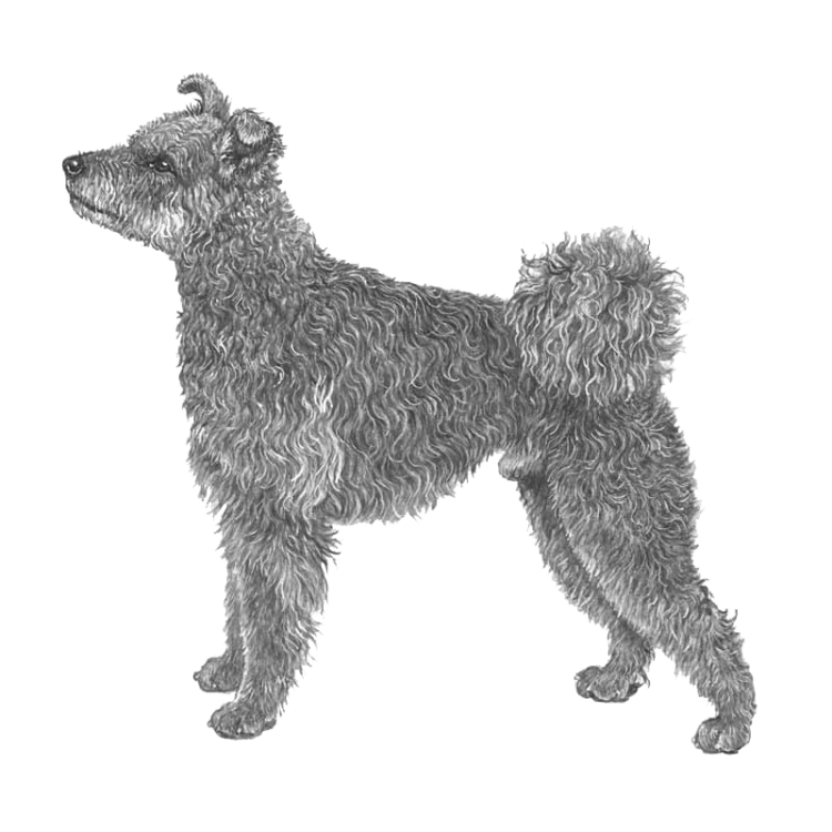 pumi-800x800-fci56.png