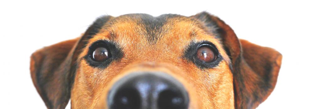 dog-838281_1920.jpg