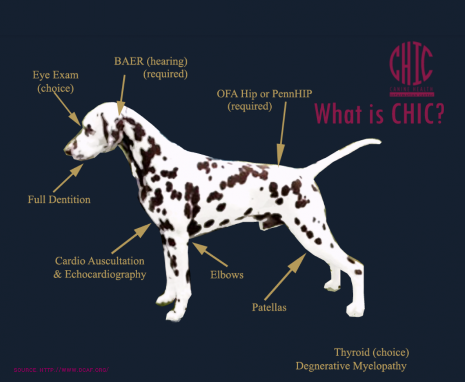 Dalmatian_Club_of_America_Foundation,_Inc. CHIC.png