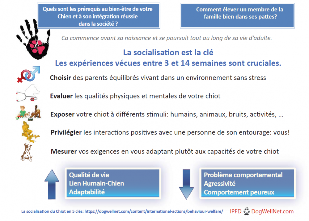 pup socialization french.png