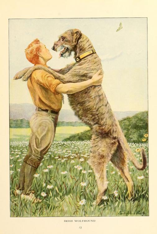 Irish_wolfhound-graphic.jpg
