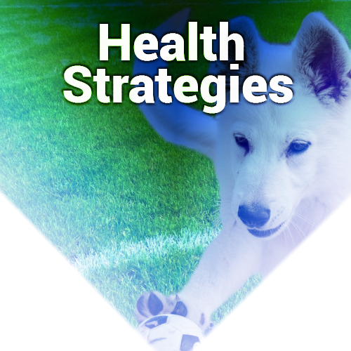 Health Strategies Guide