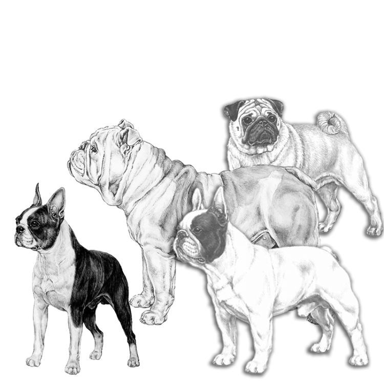 4brachybreeds.png