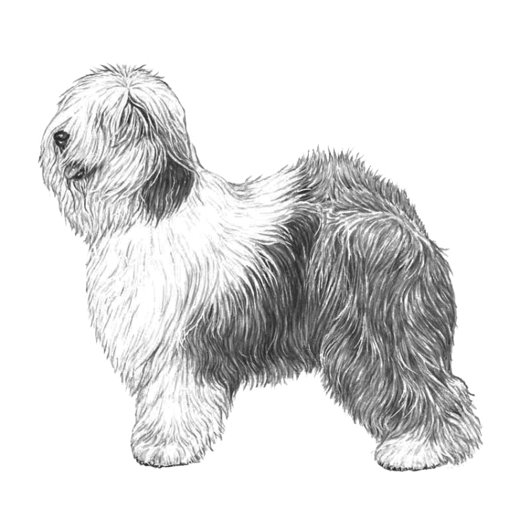 old-english-sheepdog-800x800-fci16.png
