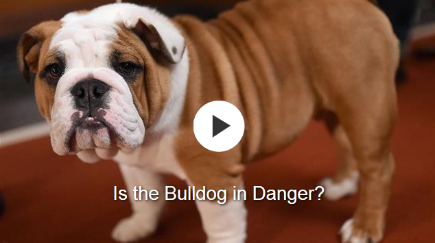 Breed Standards-Part or All of the Problem?