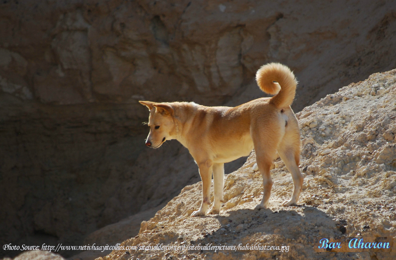 canaandog.png