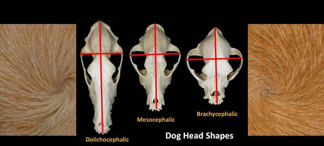 Head Shape and Hair Whorls—Can They Influence Behavior?