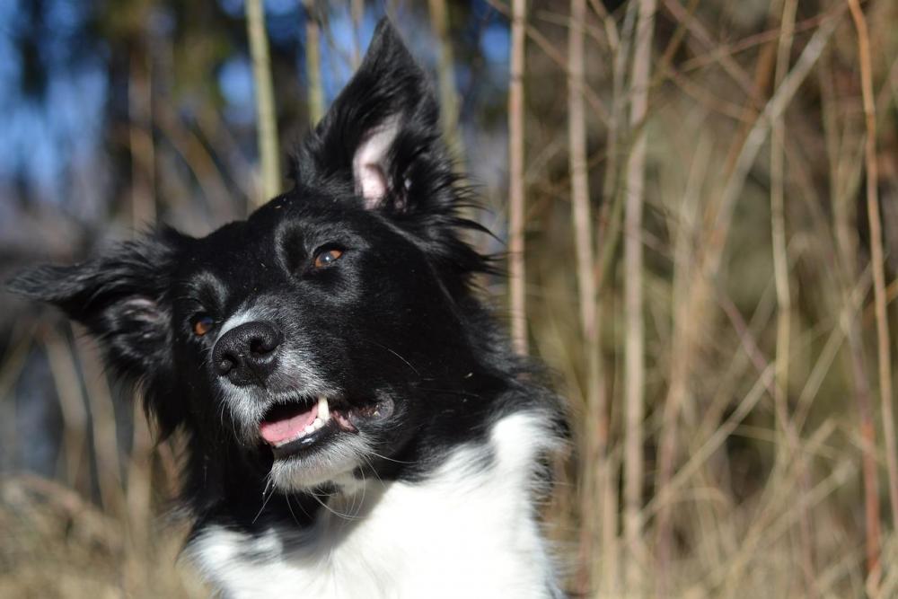 Border-Collie-Beautiful-Dog-1604083.jpg
