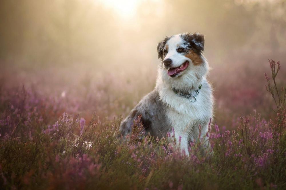 australian-shepherd-wallpaper.jpg