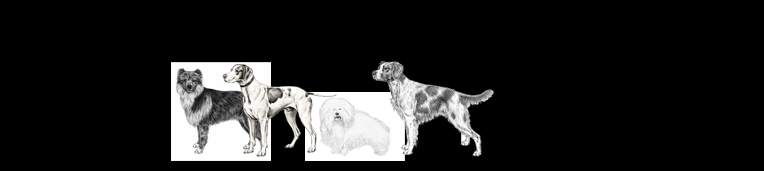 Inherited diseases: the adequate breeding strategy (2)