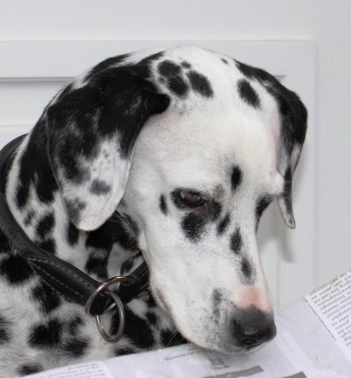 dalmatian 2.jpg