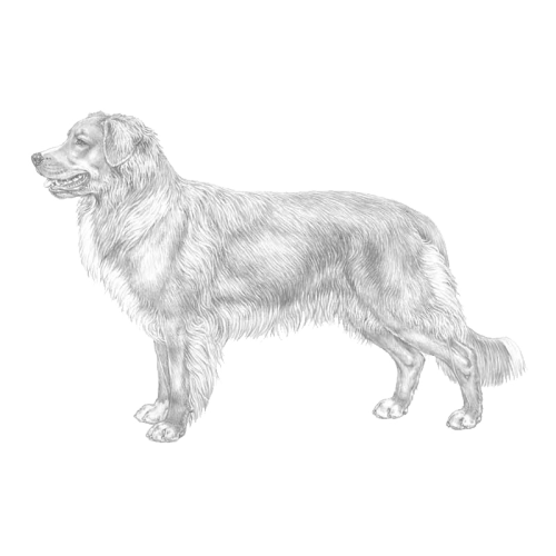 More information about "Nova Scotia Duck Tolling Retriever-RAS-English Summary"