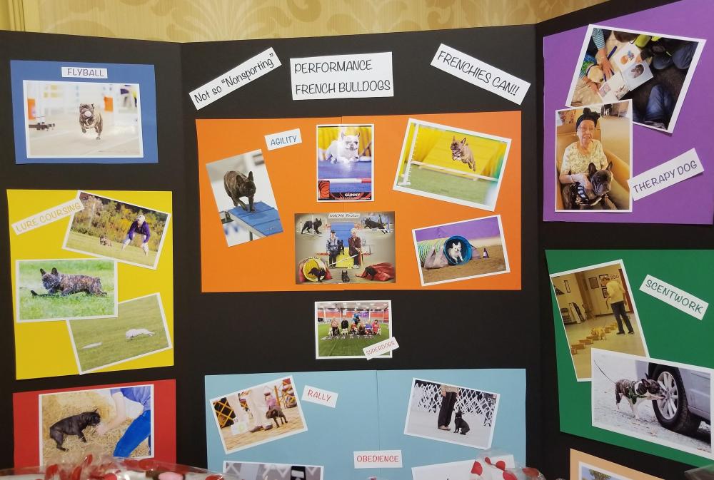 Eventing Frenchies.jpg