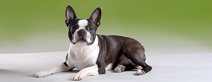 bostonterrier-topp.png